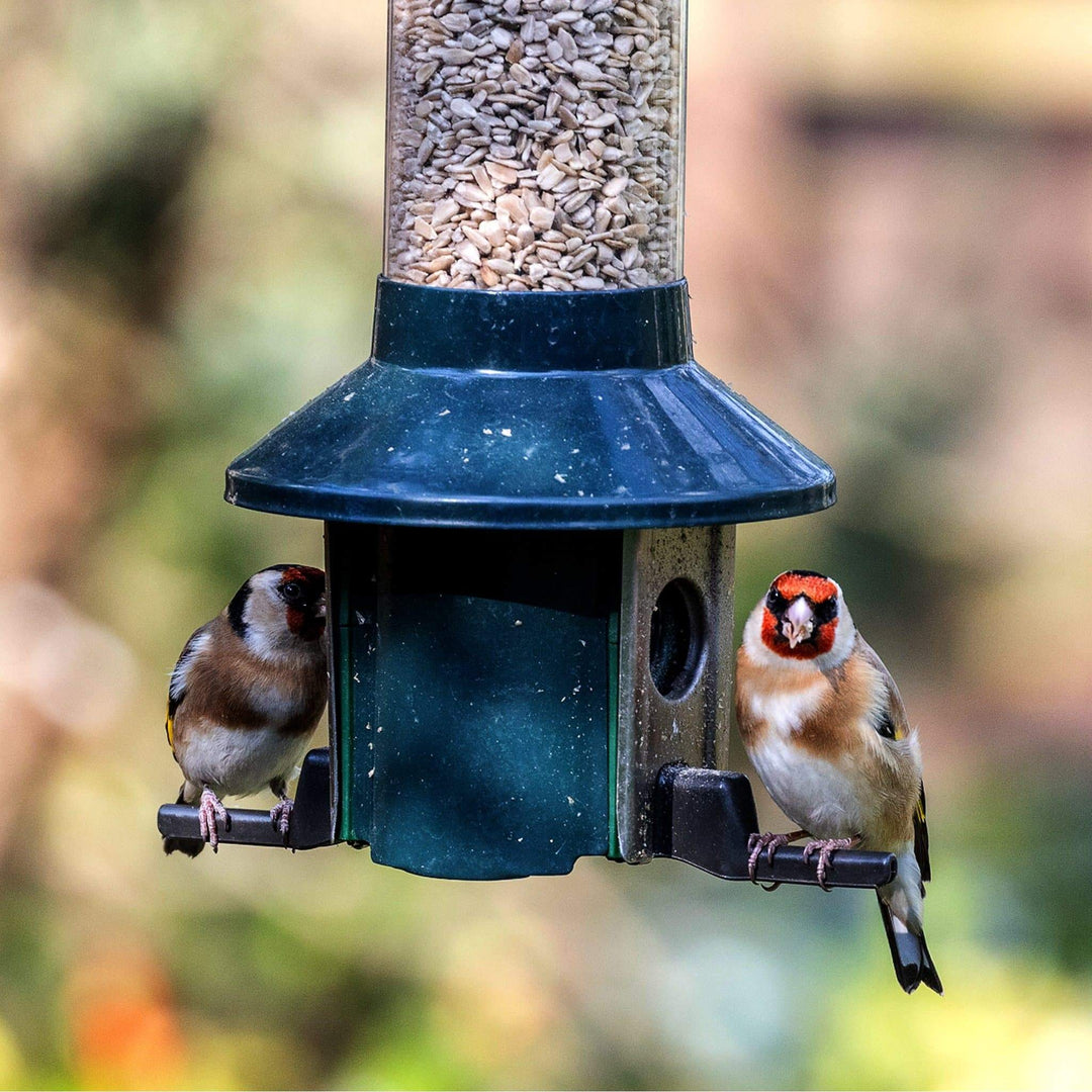 SAFESEED | Pest & Squirrel-Proof Bird Feeder